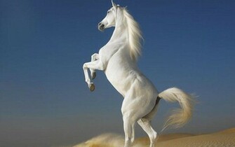 All Wallpaper Beautiful Horse HD