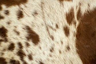 Pattern Of A Longhorn Bull Cowhide Animal Photos Creative Market