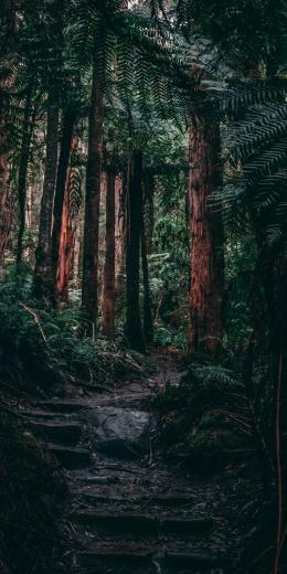 Dark Wood Forest Wallpaper Places In The World