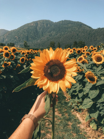 Sunflower Love Wallpaper