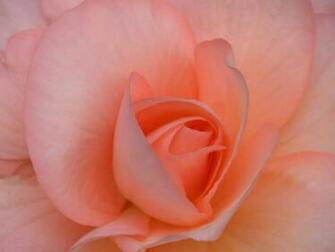 Hottest Wallpaper Rose