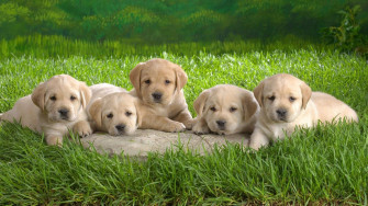 Baby Animals Wallpaper