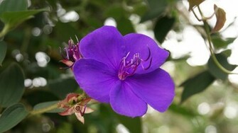 Flowers For Flower Lovers Blue Wallpaper