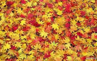 Fall Leaf Background