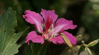 Purpurea Exotic Widescreen Original Wallpaper