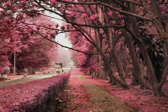 Pink Nature Wallpaper