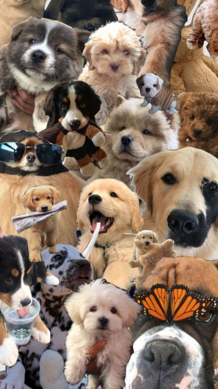Dog Aesthetic Wallpaper