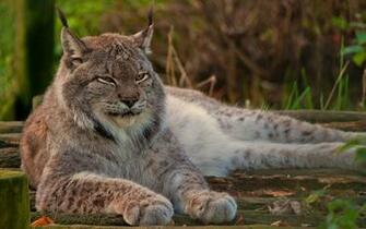 Lynx Wallpaper