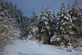 Wv Mountain Trail Winter Snow Trees Forest Trails Nature