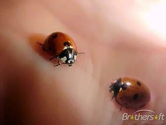 Ladybug Screensaver