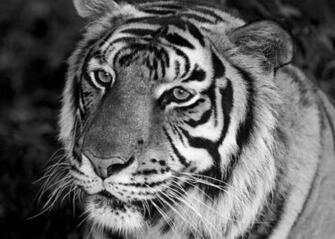 Tiger Portrait Black And White