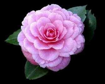 Roses With Black Background