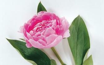 Pics Photos Peony Flower Wallpaper