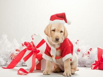 Christmas Dog Wallpaper Grasscloth