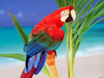 Different Types And Colors Parrots Bird HD Video