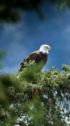 Wild Birds iPhone Wallpaper HD