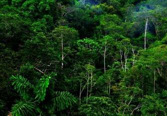 HD Nature Image Wallpaper Of Natures Organic Plants Windows