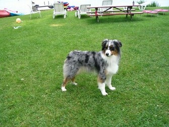 Australian Shepherd By Sunnyblueday