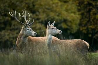 Beautiful Wallpaper Deer