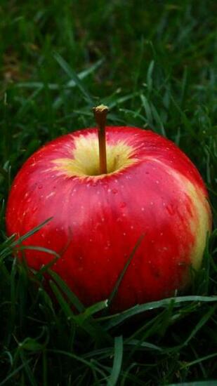 Wallpaper Apple Fruit Grass QHD