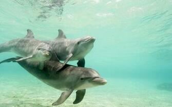 Swimming Dolphins Wallpaper Wallpaperesque