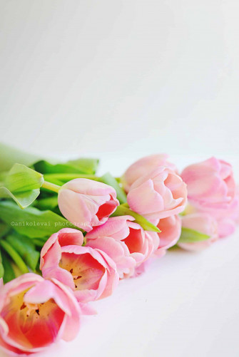 Tulips iPhone Wallpaper