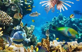 Wallpaper Tropical Coral Reef Underwater Ocean Fishes