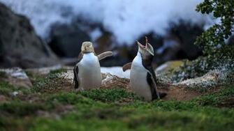 Two Yellow Eyed Penguins Megadyptes Antipodes At Coast Katiki
