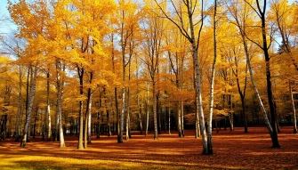 Aspens Wallpaper