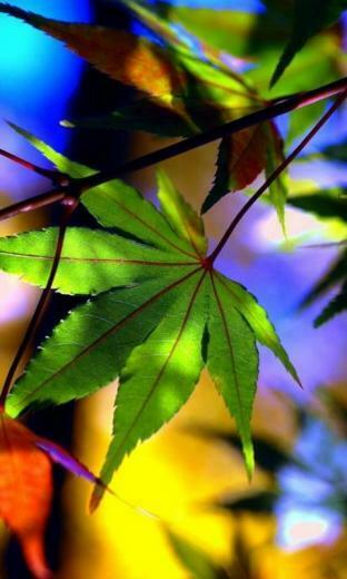Definition Wallpaper Photo Make Html