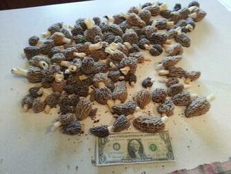 St Joseph Morels Morel Mushrooms And Tattoo Design