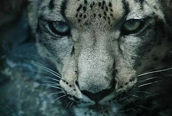 Snow Leopard