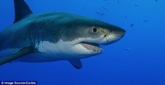 Live Megalodon Footage Brazilian Coast Guard Featured On Car Pictures