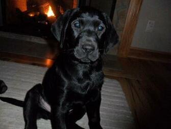 Black Lab Puppy Wallpaper For