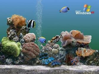 Wallpaper Background Desktop Computers Windows Xp