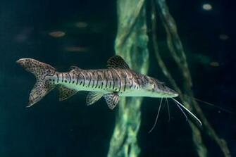 Tiger Shovelnose Catfish Photos And Wallpaper Nice