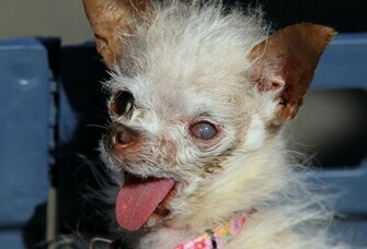 Ugly Dog Pictures Desktop Background