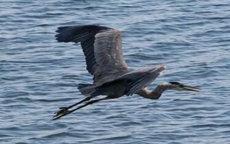 Wallpaper Great Blue Heron Bird Desktop
