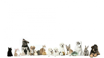 Pets On A White Background Stock Video Footage Storyblocks