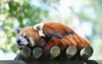 Red Panda Computer Wallpaper Desktop Background Id