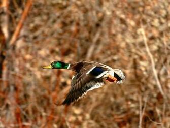 Waterfowl Wallpaper