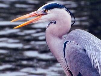 Wading Bird Wallpaper