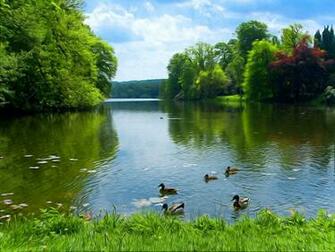 Forest Lake Wallpaper