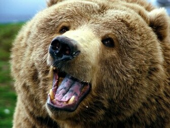 The Brown Bear Wallpaper Jpg