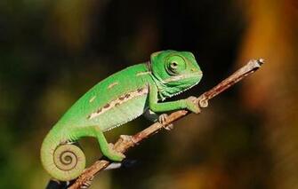 Veiled Chameleon Wallpaper Baby