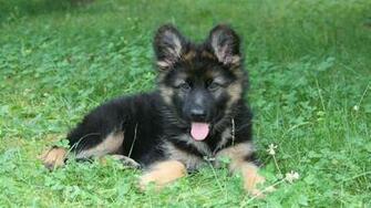 Home Animal German Shepherd Black Desktop Wallpaper