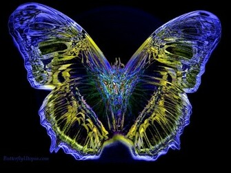 Butterfly Wallpaper Background Desktop