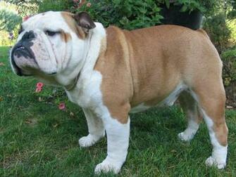 English Bulldog Sakcdogs