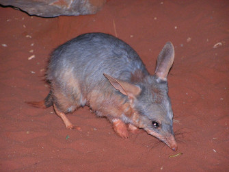 Bilby Wallpaper