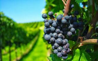 Grapes On The Vine Full HD Desktop Wallpaper 1080p